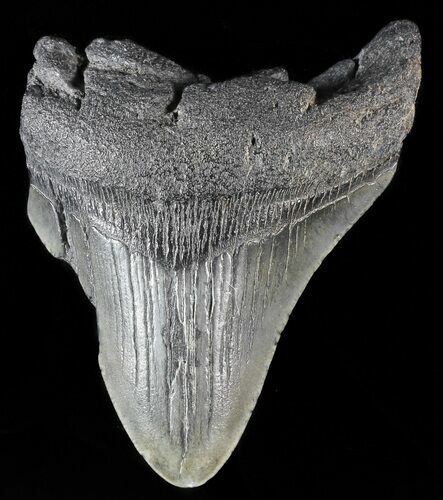 Partial, Fossil Megalodon Tooth #53010